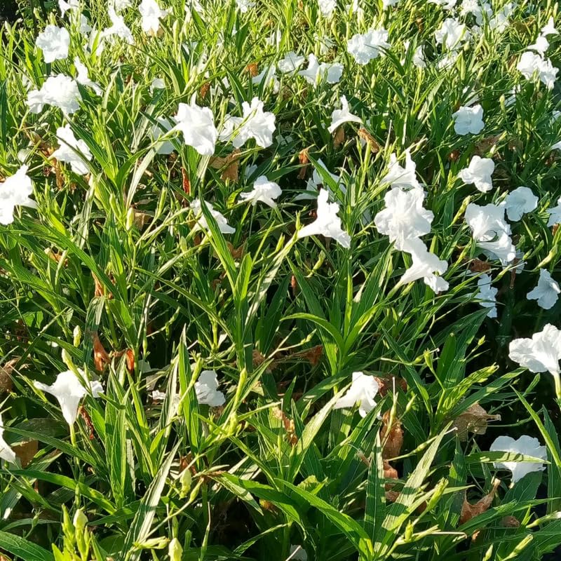 6 White Mexican Petunia Plants Live, 4-7 Inches Tall, Hardy Perennial Flowers