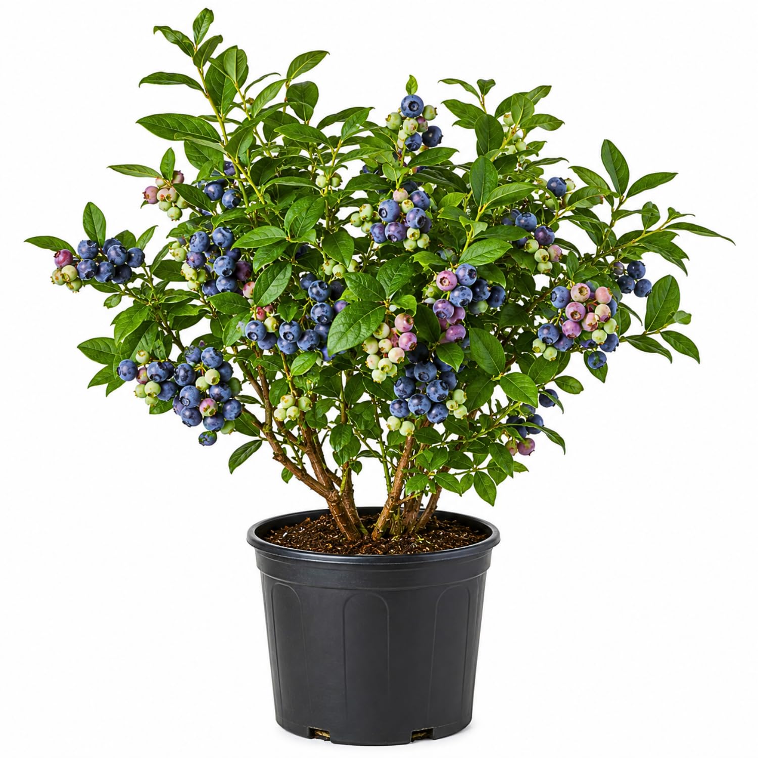 Blueberry Plant 2-3 Feet Tall in 2 Gallon Pot, Live Fruit Bush for Garden, Patio Containers, Backyard Growing, No CA (Heavy Yield)