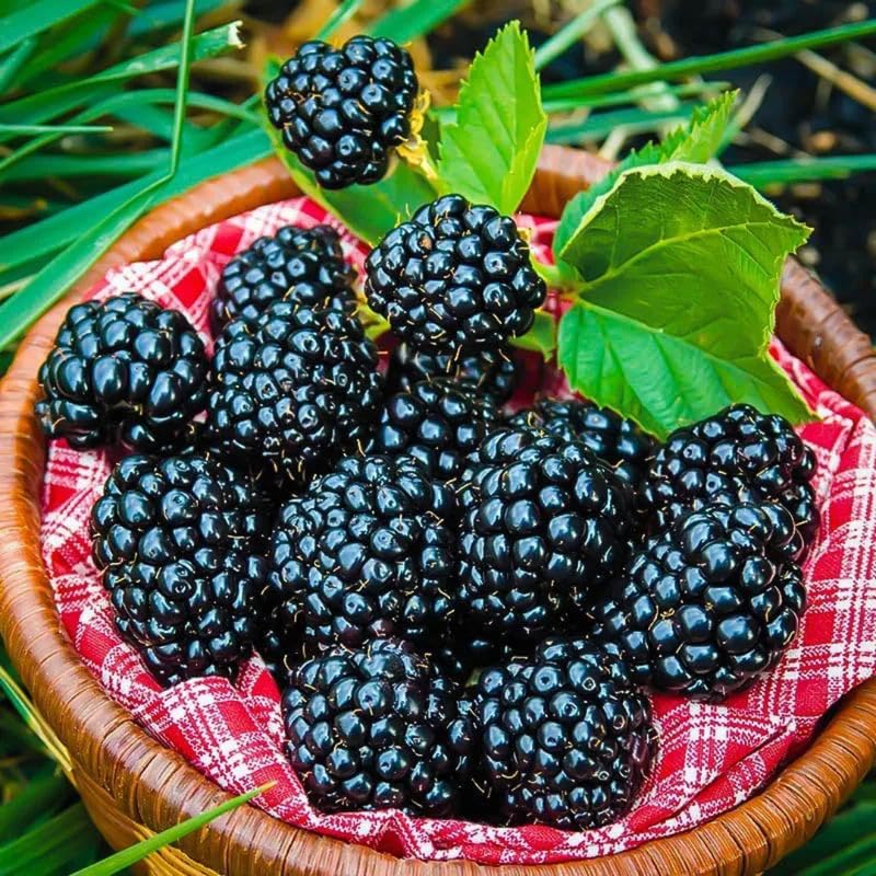 2 Rare BlackBerry Plants Live for Planting, High Yielding, Sweet Juicy Berries for Your Garden, 4-6" in Tall, Cold Hardy, Dormant in Winter, No Pot