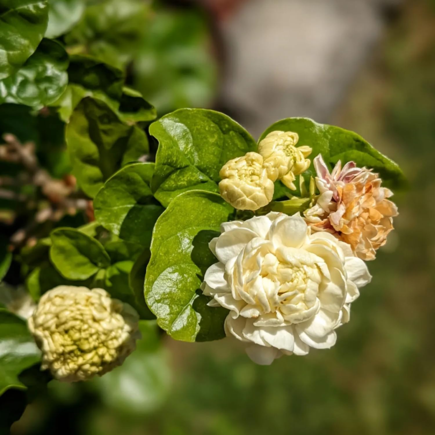 Duke Jasmine Plant Live, Fragrant White Blooming Vine, 2-3 Feet Tall in 3 Gallon Pot, Outdoor Garden Climbing Plant, No Ship to CA