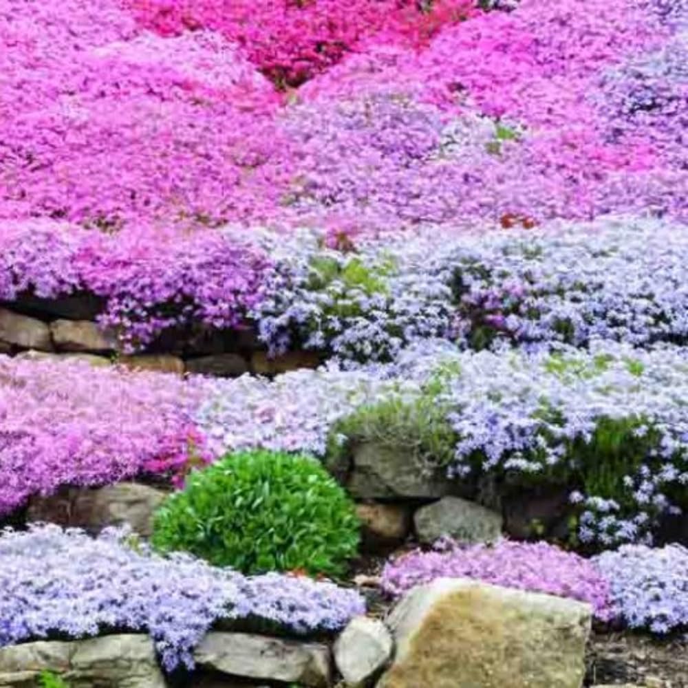 2 Mix Creeping Phlox Plants Live Perennials, Creeping Phlox Live Plants, 4-6 Inch Tall, Ornamental Phlox Flowers Seedlings