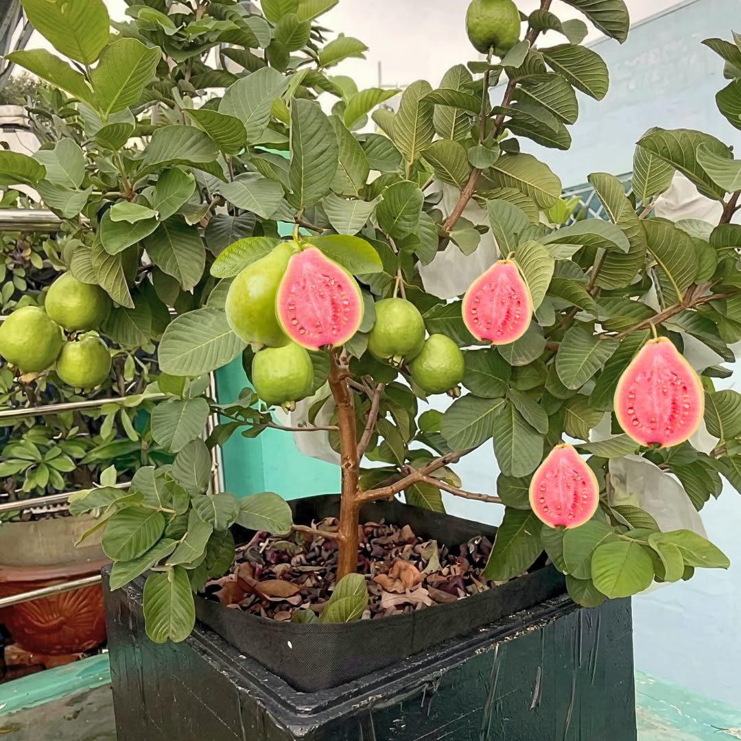 Live Pink Guava Plant, Sweet Tropical Guava Fruit Tree, 2–3 Ft Tall in 3 Gallon Pot, Ready to Grow, No Ship to CA