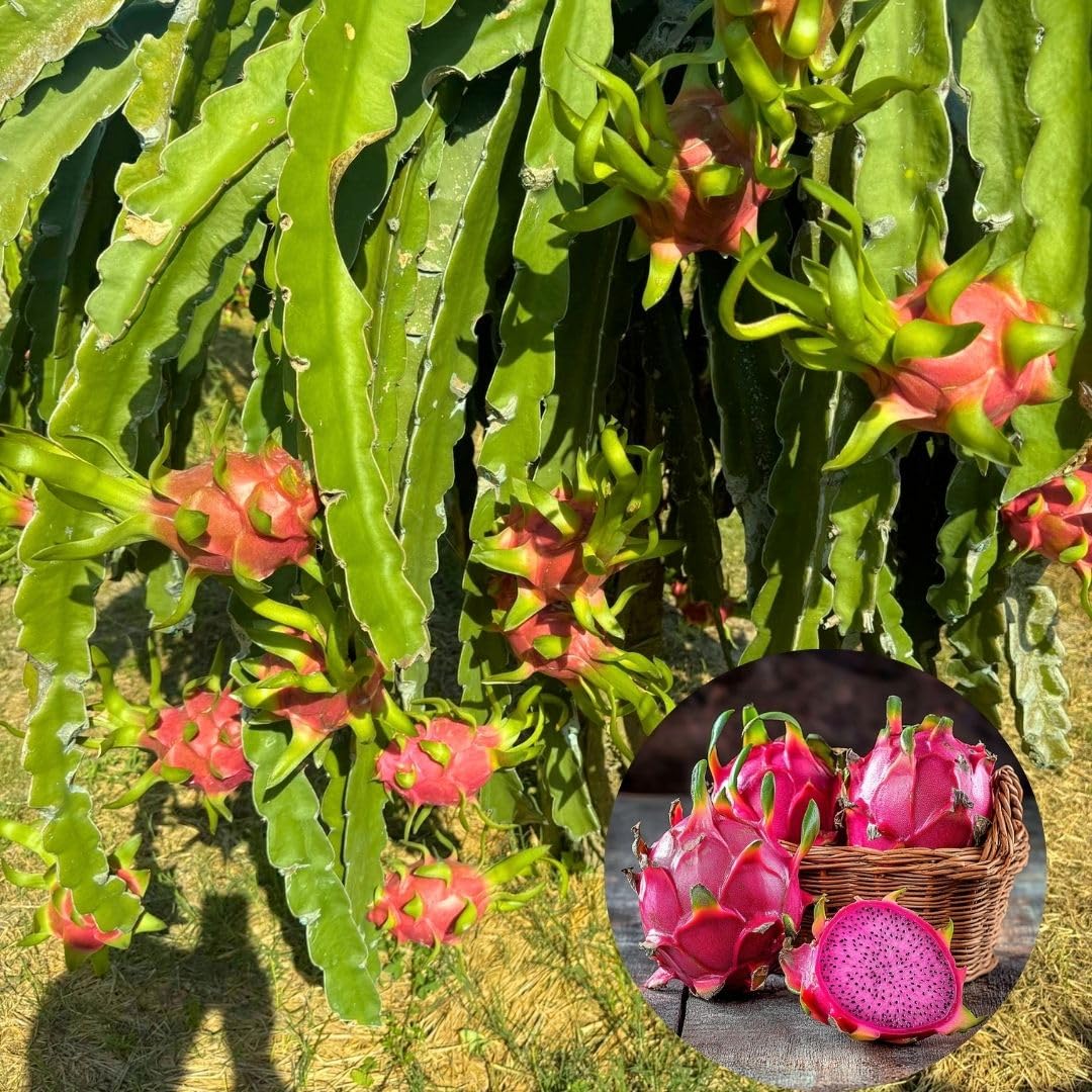 Tropical Red Dragon Fruit Tree 12-15 Inch Tall, Dragon Fruit Plant Live Home Gardening, Outdoor Plants