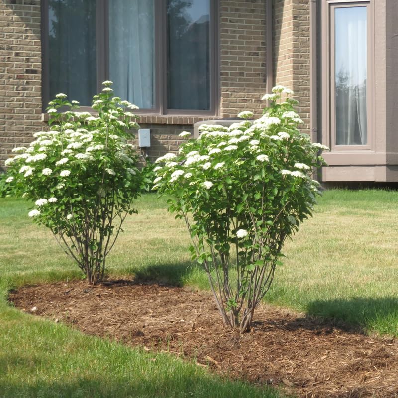 Rare Viburnum Tree Live Plant Shrub in Pot, Fragrant Flower, Dormant in Winter, 6-12" in Tall, Bare Root to CA, Bush Shrub Spring Blooms