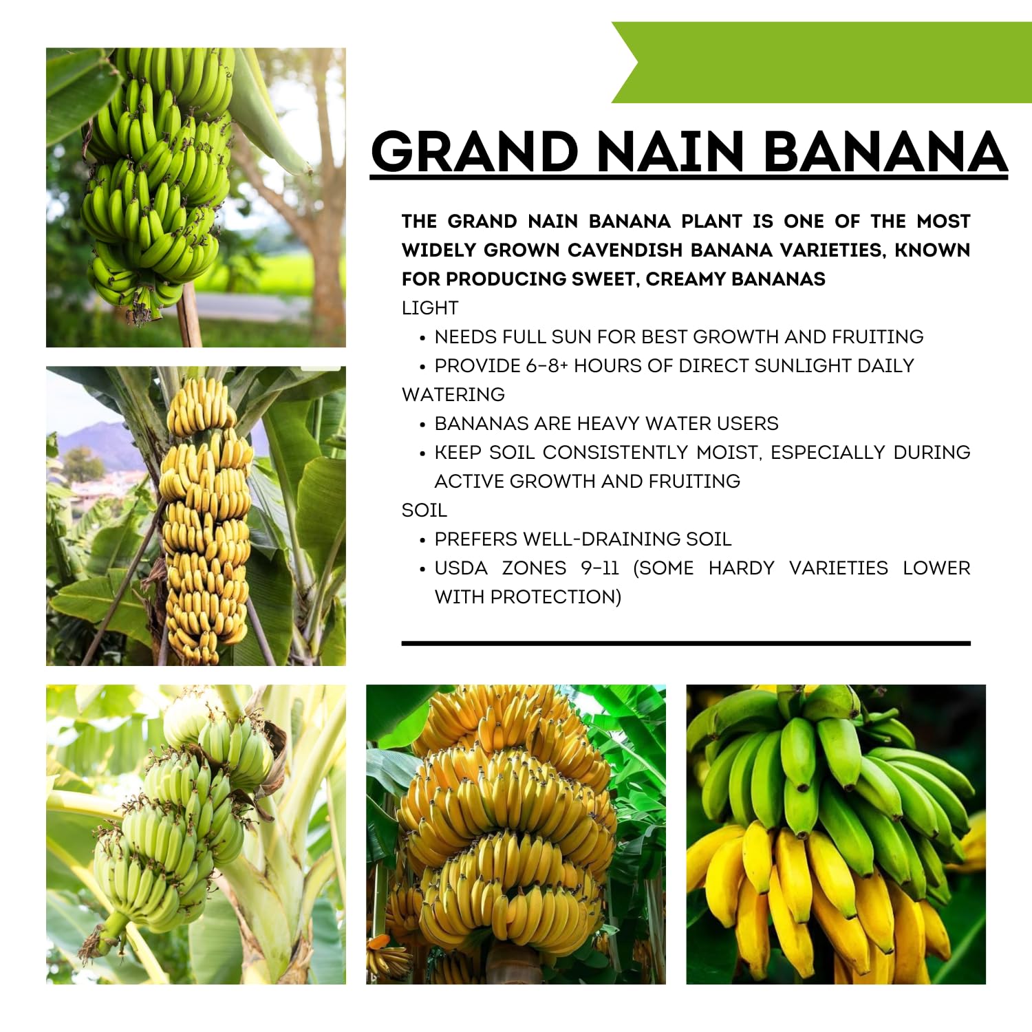 Grand Nain Banana Tree Live Plant, Cold Hardy Banana Plant Live, Tropical Banana Fruit Seedling, Well Rooted 4-8 Inch Tall