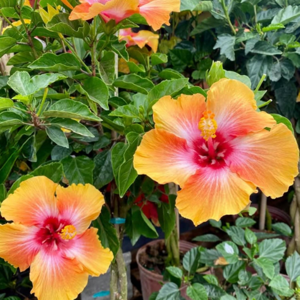 Hibiscus Plant Live, Clump of 8-12 Inch Tall, Hardy Hibiscus Tree Live Plant, Hibiscus Flowers Plant (Sunset Hibiscus)