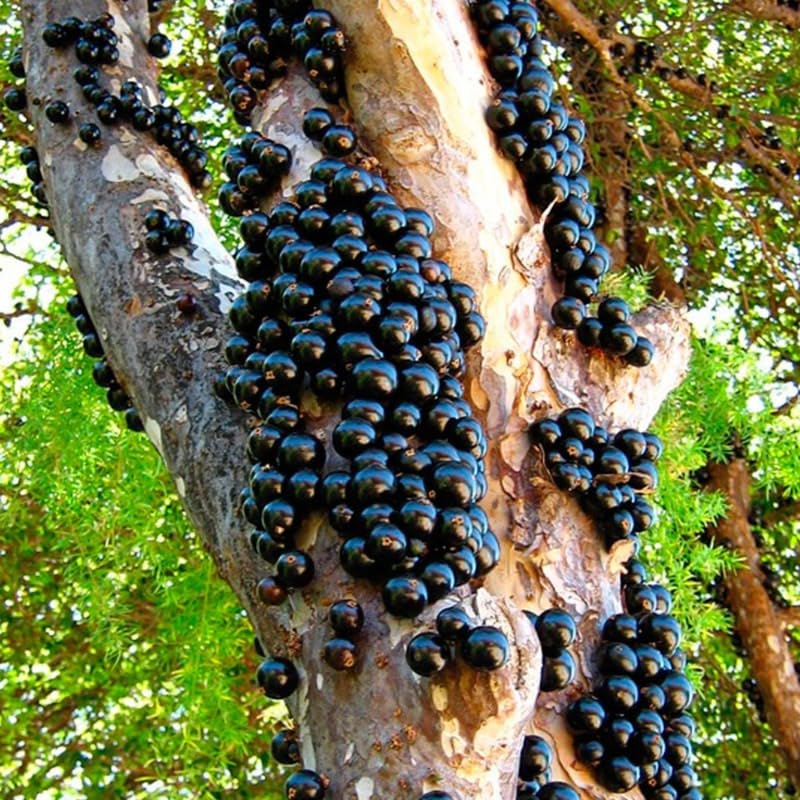 Black Jaboticaba Tree Plant Live in 3 Gallon Pot, Airlayered Jabuticaba Tropical Plant,Ready to Bear Fruits, No Shipping to CA