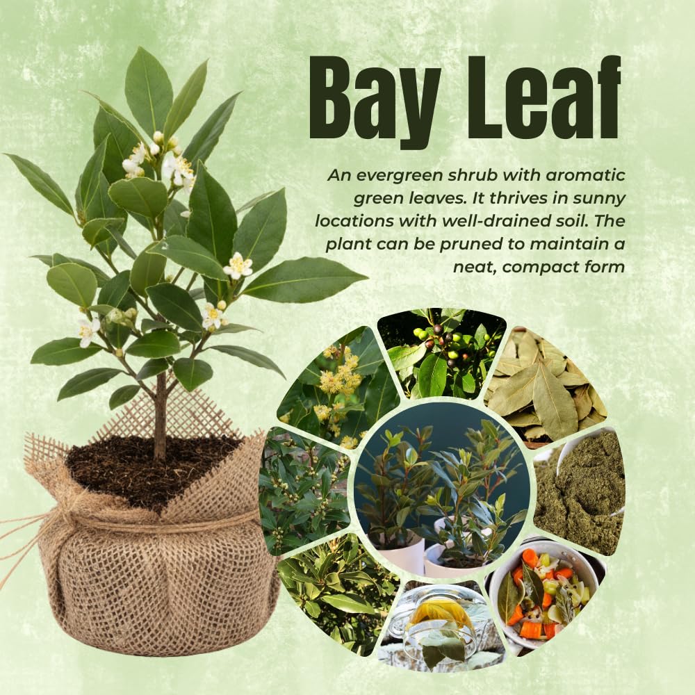 8 Months Old Bay Leaf Plant for Outdoor Planting, 5-8" in Tall, Laurus Nobilis Live Plant, No Pot, Bay Laurel Plants Tree Live, Fragrant