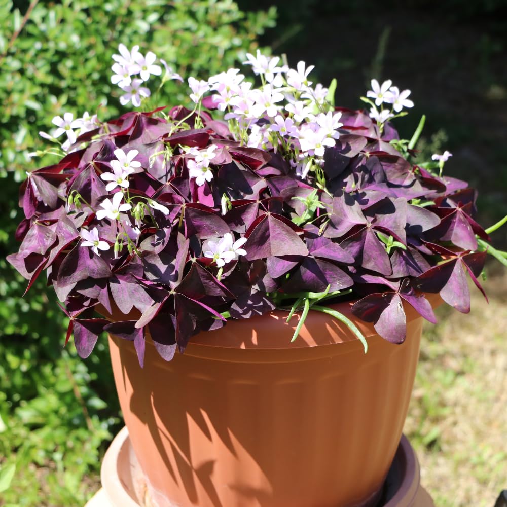 Oxalis Triangularis Live Plant, Purple Shamrock Plant Live, Oxalis Plant Live 4-9 Inch Tall, Oxalis Triangularis Purple