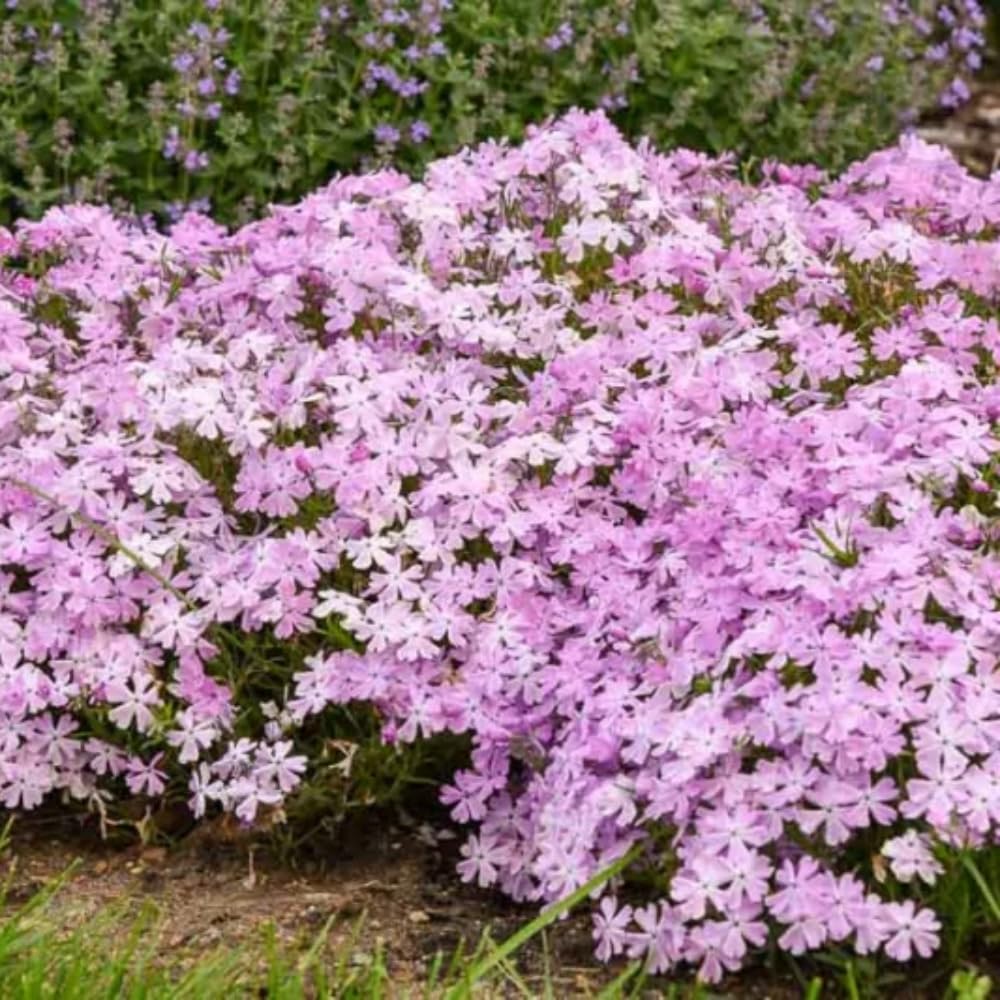3 Pink White Creeping Phlox Plants Live Perennials, 4-6" Tall, Climbing Creeping Phlox Live Plant, Phlox Flowers Vine