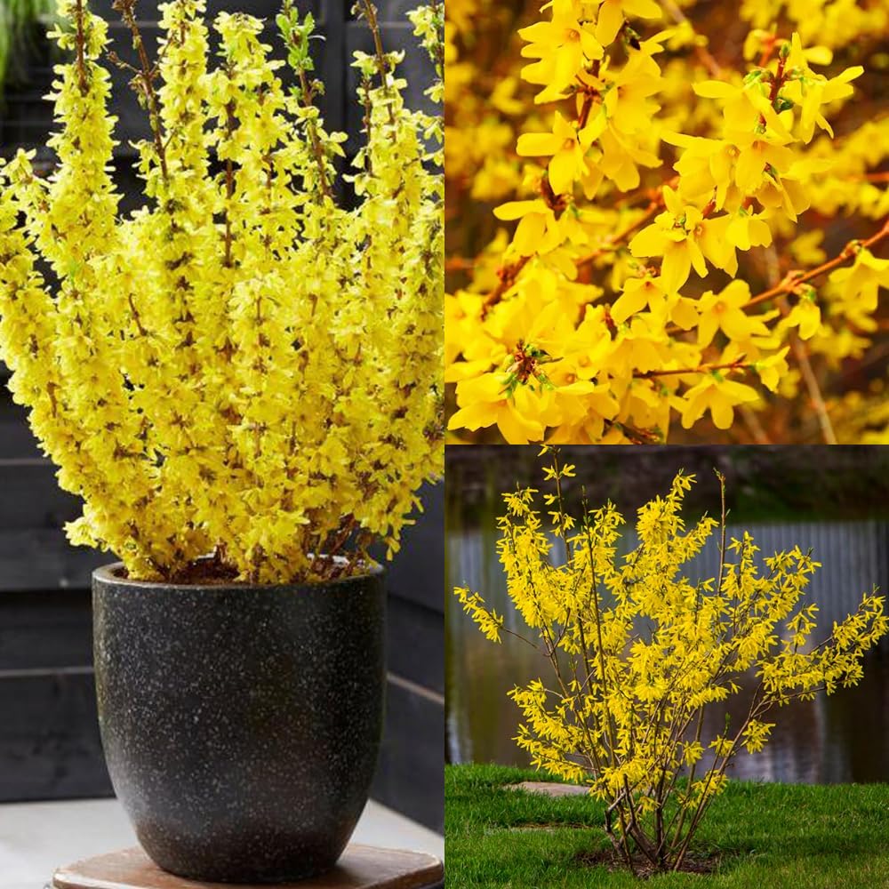 Lynwood Forsythia Plant Live in 4'' Pot, Yellow Forsythia Bushes Live Plants, Container and Garden Planting, Dormant in Winter