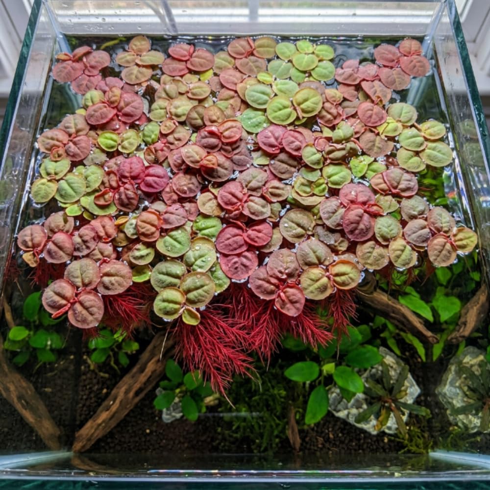 Red Root Floater Plants Live, 30+ Floating Plants