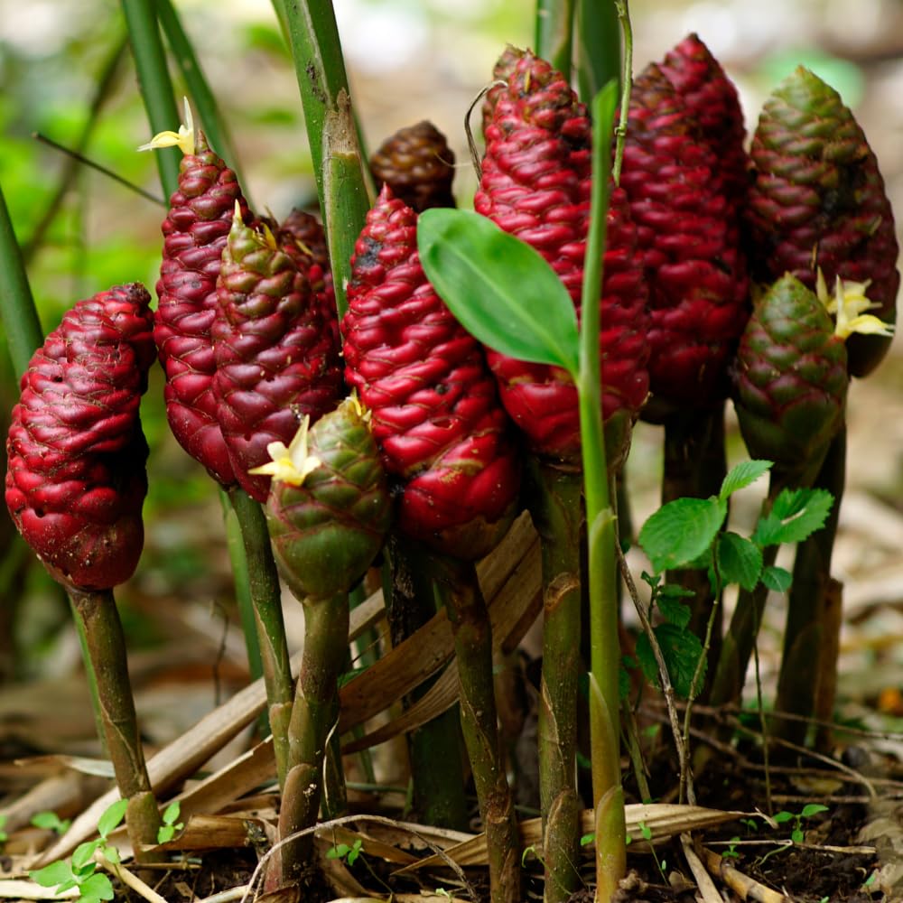 Shampoo Ginger Plant Live for Planting, Zingiber Zerumbet 4-6 Inches, Red Pinecone Hawaiian Ginger for Outdoor Garden