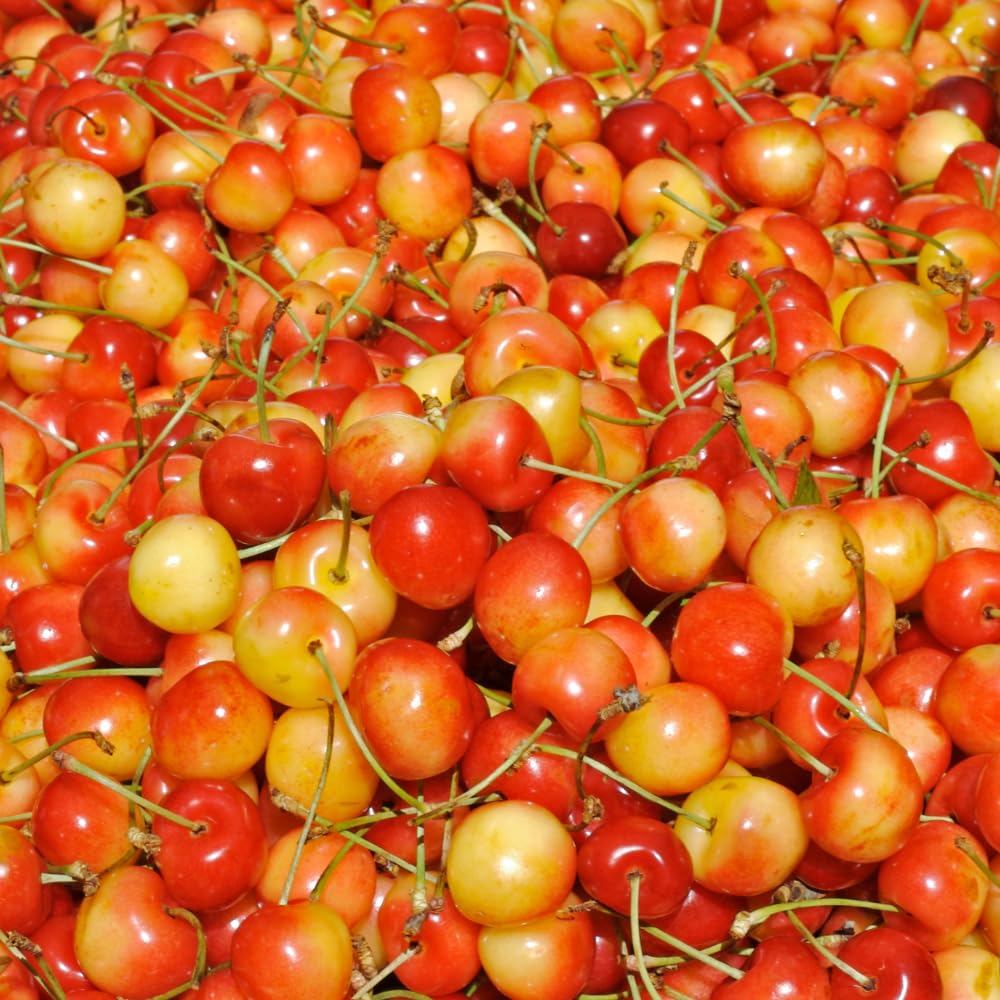 Cherry Live Tree Plant, 3-4 Feet Tall in 3 Gallon Pot, Cherry Trees Live Plants, Sweet Fruit Tree, Cold Hardy for Outdoor Gardening, No Ship to CA (Rainier)