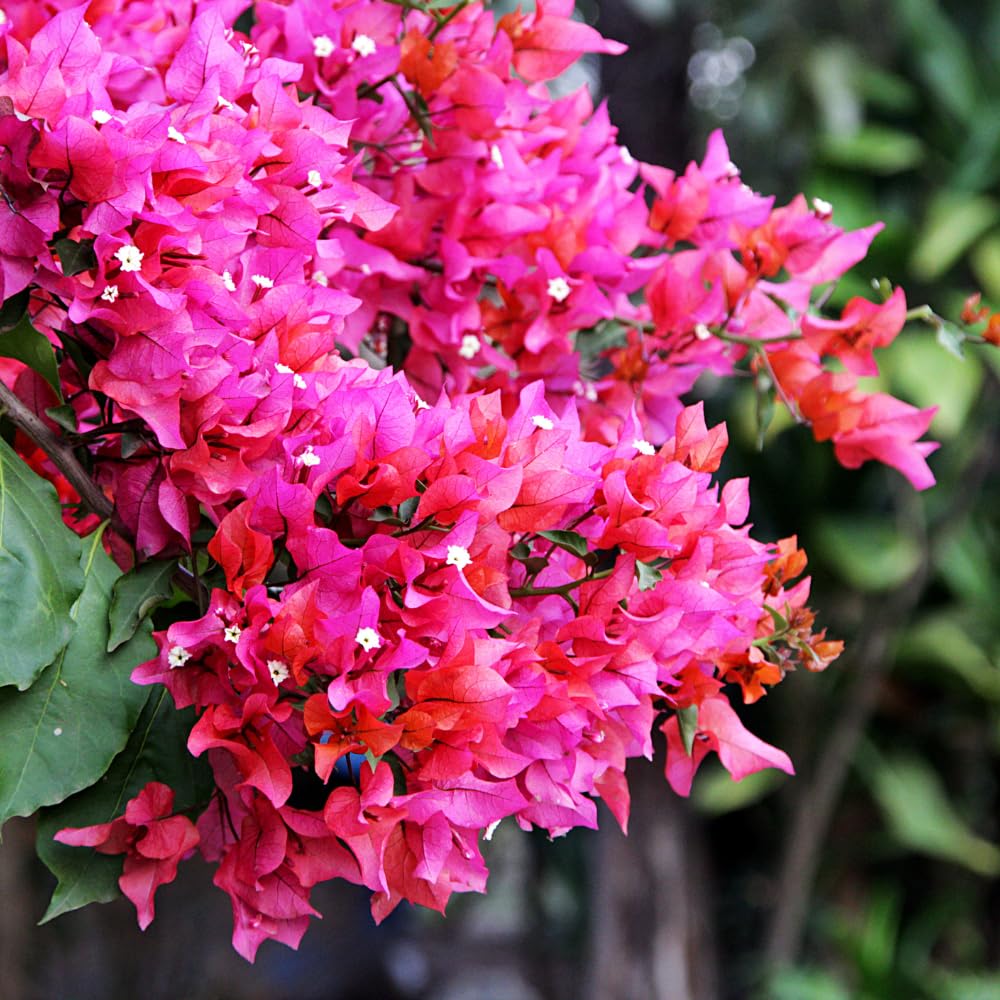 2 Bougainvillea Plants Live, Bougainvillea Flower Vine Plant, Indoor Outdoor Garden 4-7 Inches (Bright Pink)