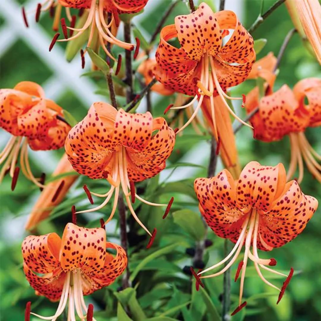 5 Turks Cap Lily Bulbs for Planting, Tiger Lilies Like, Fresh Bulbs for Planting, Perennial Flower Bulb Cold Hardy, Spring Blooms