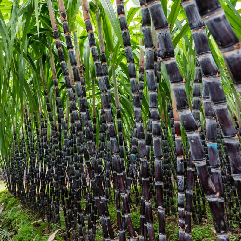 Set 20 Purple Sugar Cane Plant Cuttings, 3-5" Unrooted Cuttings, Sweet Sugar Cane Live Plant Cuttings for Planting Outdoor Garden, No Ship to CA
