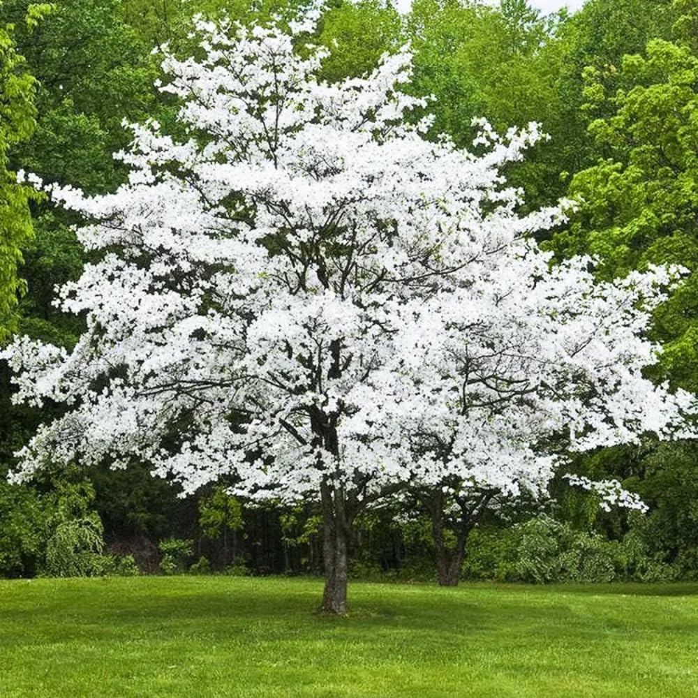 Dogwood Tree Live Plant, Flowering Dogwood Plant Well Rooted in Quart Pot, Dormant Hardy Ornamental Tree (White Dogwood)