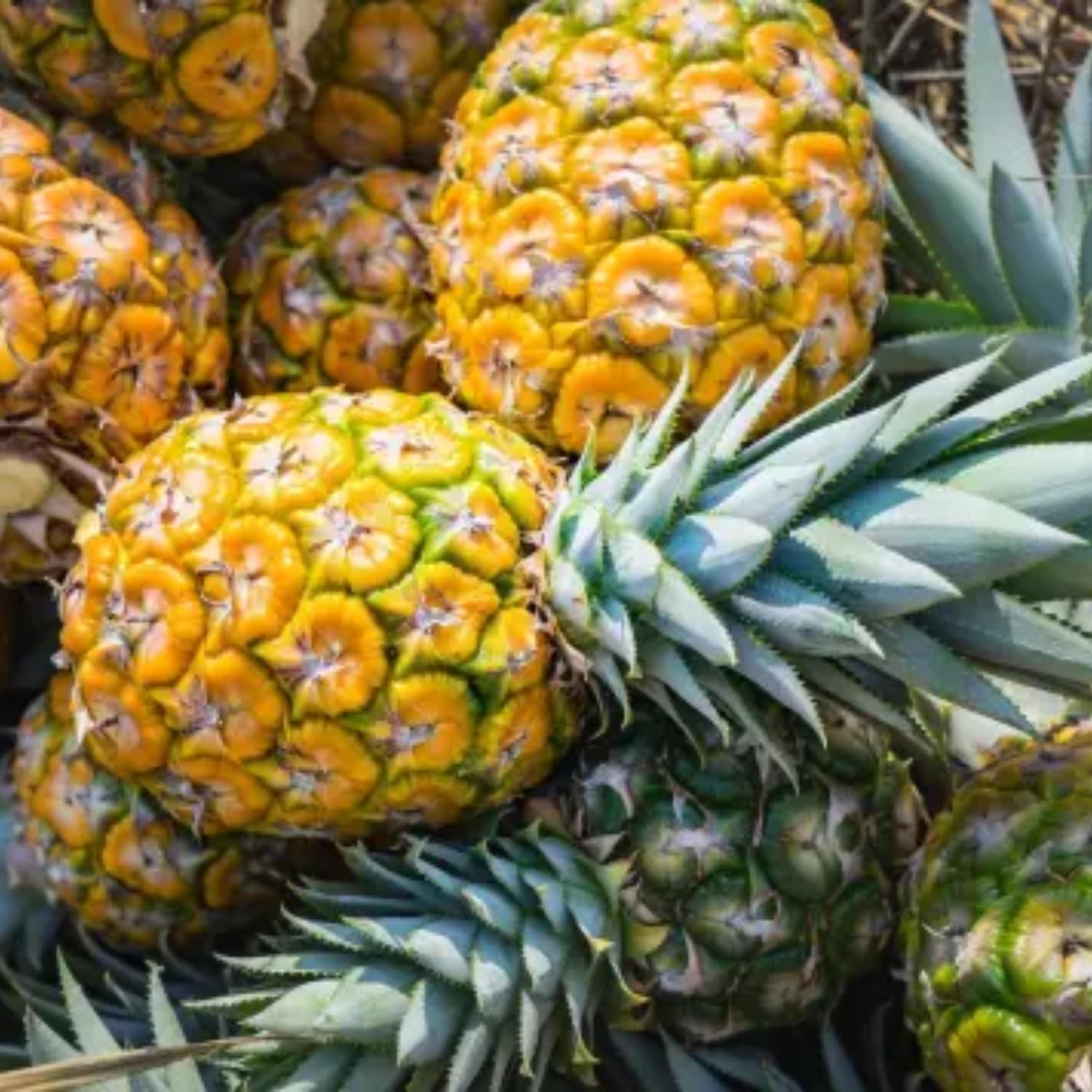 4 Elite Gold Pineapple Fruit Trees Live Plants, Pineapple Seedlings for Backyard Gardening, Pineapple Plants Live