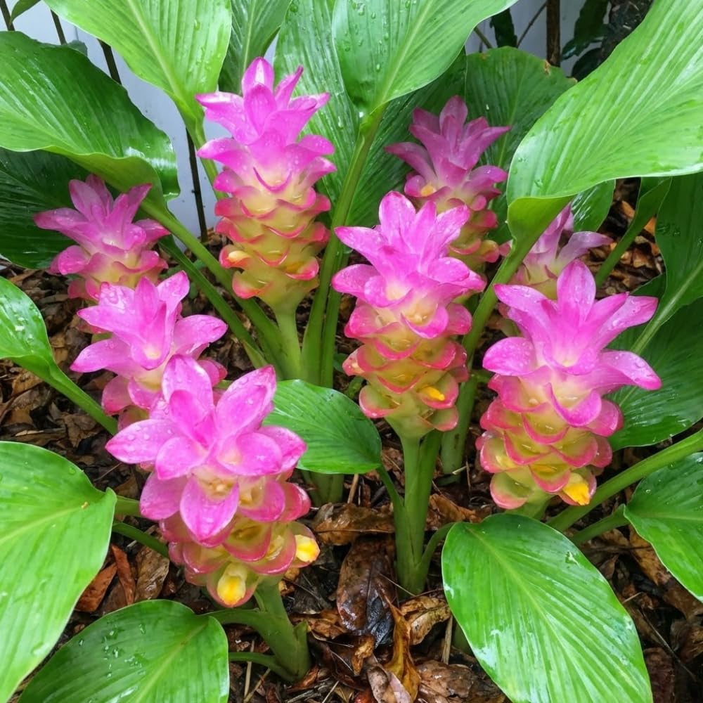 Ginger Curcuma Live Plant for Outdoor Planting, Very Hardy, Herbs Plants Perennial for Zones 8 to 11, Size 5-9" in Tall, No Pot, Bright Yellow Color