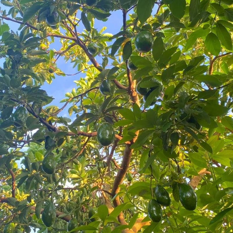 1-2.5 Feet Tall Green Avocado Fruit Plant Live Tree, Avocado Live Tree Plant for Planting Outdoor