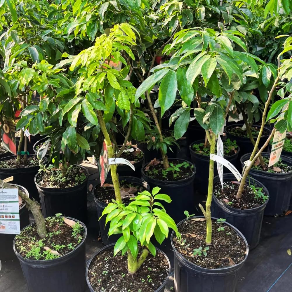 Sweet Lychee Trees Live Plant, 3-4 Ft Tall, 3 Gallon Pot, Lychee Fruit Tree, Litchi Fruits Plant, Perennial Tropical Fruit Plant, No Ship to CA