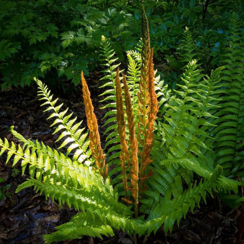 5 Ferns Rhizomes, Fern Roots Outdoor Indoor, Live Ferns Roots for Outdoors, 3 to 5 Inc Tall