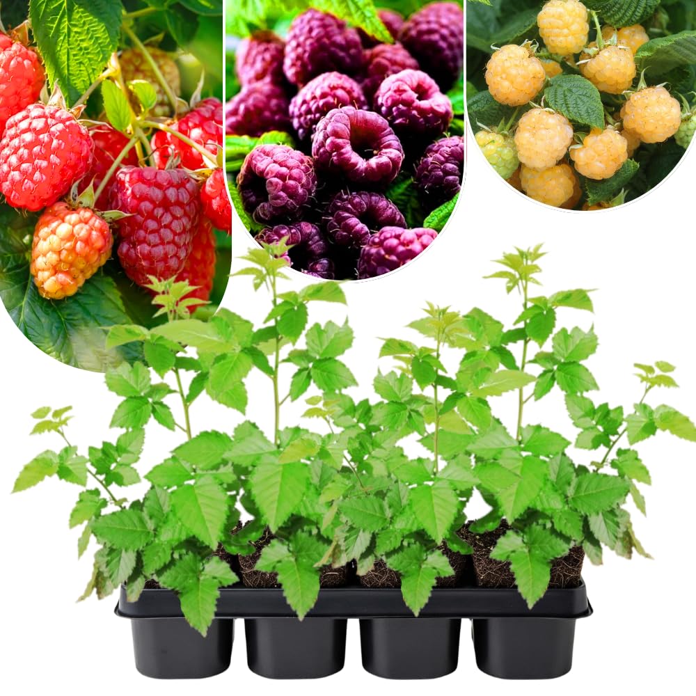 2 Mix Raspberry Plants Live, Sweet Raspberry Bush Shrub to Grow, Well-Rooted 4-8" in Tall, Cold Hardy
