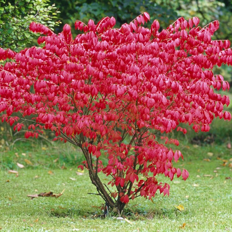 5-Pack Dwarf Burning Bush Bare Root Plants, 4-9" Tall, Hardy Ornamental Shrub, Compact Landscaping Garden
