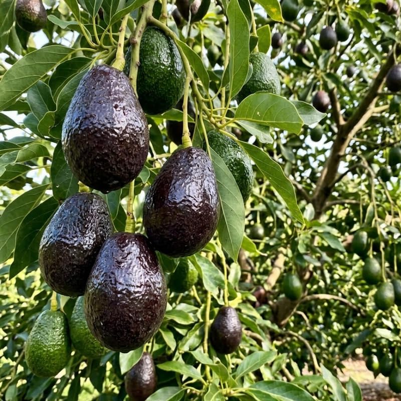 Light Green Avocado Tree Live Plant in 3 Gallon Pot, 1-2' Tall, Avocado Fruit Tree, Cold Hardy for Planting, No Ship to CA