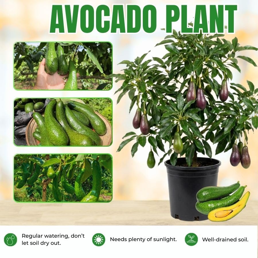 Dwarf Utuado Avocado Plants Fruit Tree 1.5-2.5 Feet Tall in 3 Gallon, Tropical Avocados Plants, Ready to Fruit
