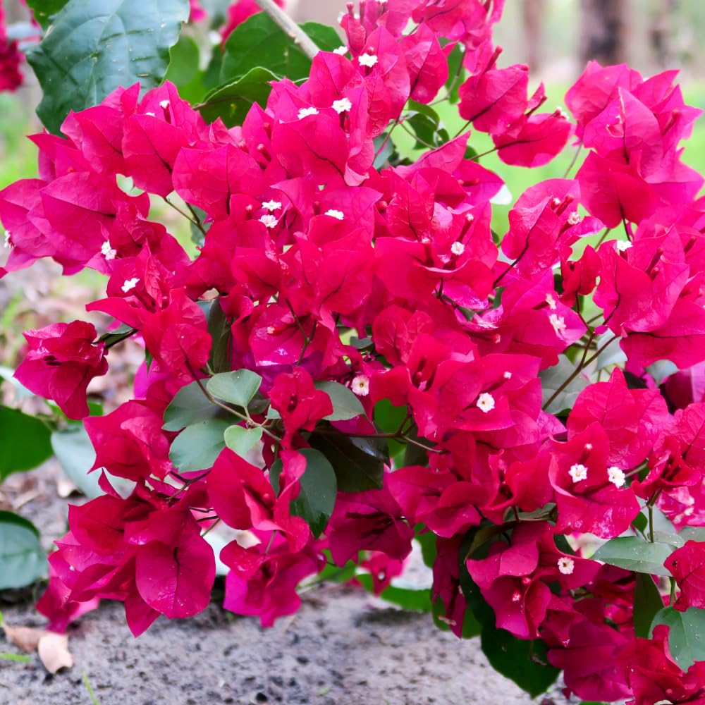 2 Pink Bougainvillea Plants Live, Trailing Bougainvillea Plants, Bougainvillea Flowering Vine 4-7 Inches