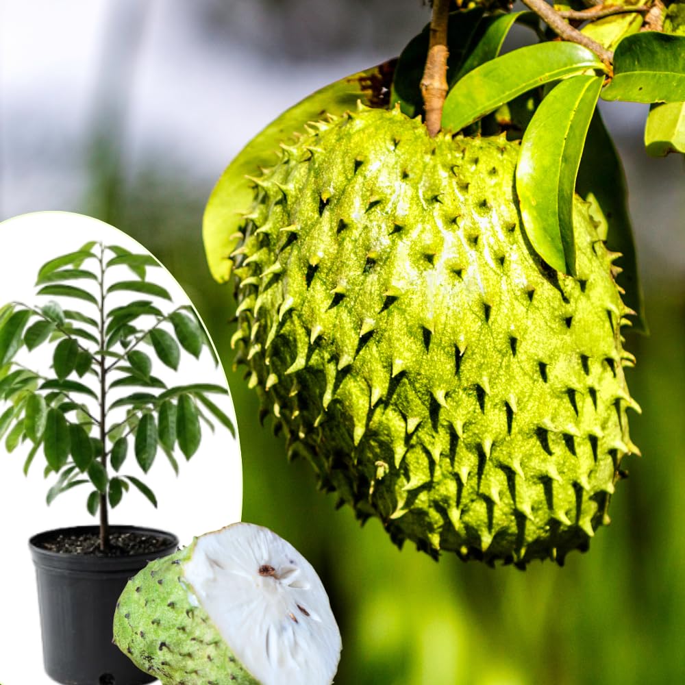 Soursop Tree Live Plant, Annona Muricata, Large Soursop Guanabana Tree in 3 Gallon Pot, 2 to 3 Feet Tall, Sweet Fruit Trees for Edible Garden, No Ship to CA