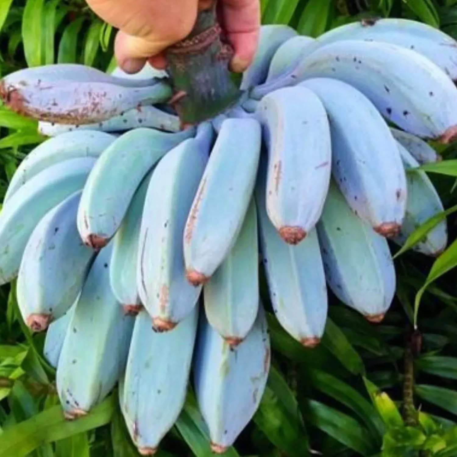 Rare Banana Tree Live Plant, 4-8" Tall, Banana Plant Live Well Rooted, Cold Hardy Tropical Banana Fruit Seedling (Blue Ice Cream Banana)