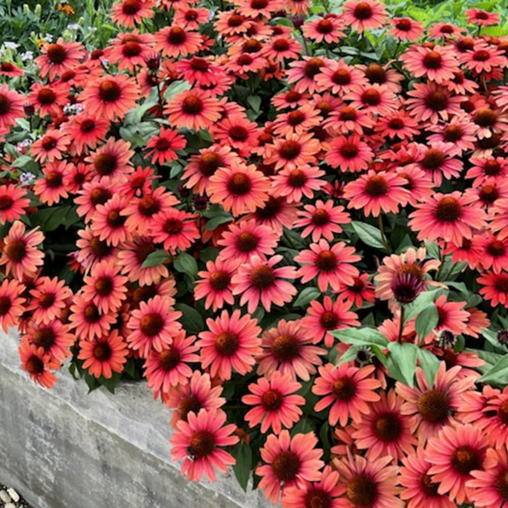 2 Red Coneflower Live Plants, Echinacea Plants Live Perennial, Well Rooted Plug 3-5 Inch Tall