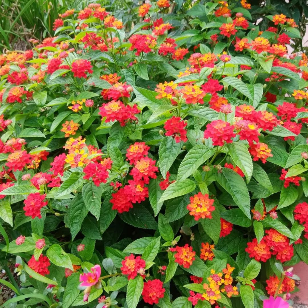 2 Red Lantana Plants Live, 5 to 7 Inches Tall, Lantana Live Plants for Planting Outdoors, Perennial Flower Plant