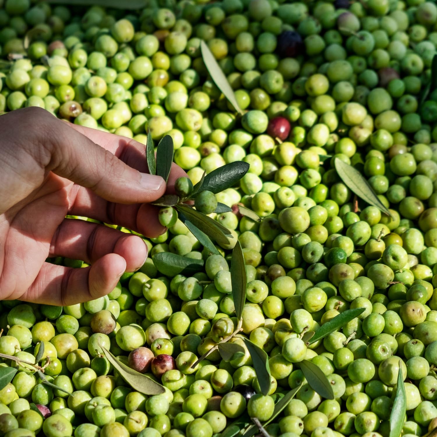 Live Olive Tree 3 Ft Tall in 3 Gallon Pot, 2 Years-Old Compact Olive Plant for Container or Landscape, Ready to Bear Fruits, No CA