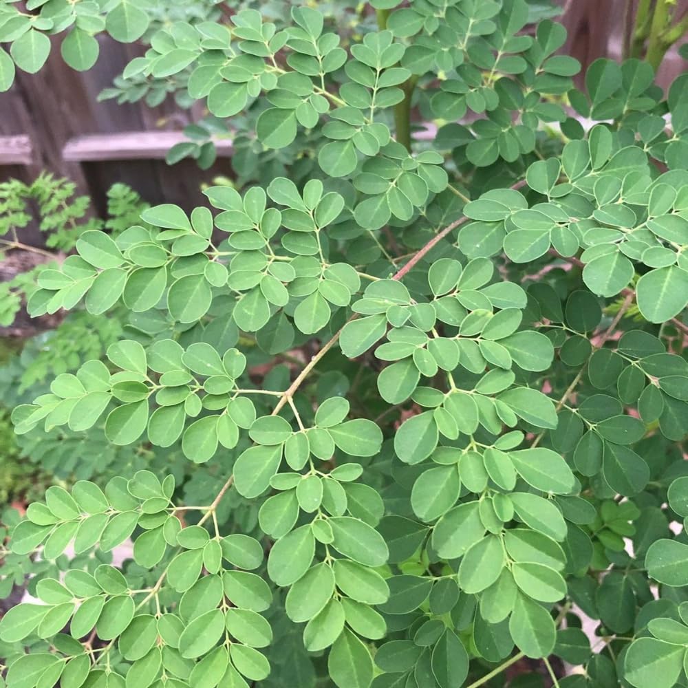 Moringa Tree Live Plant 1-2 Ft Tall in 1 Gallon Pot, Drumstick Moringa Oleifera Tree, Fast Growing Edible Tropical Tree - No Ship to CA
