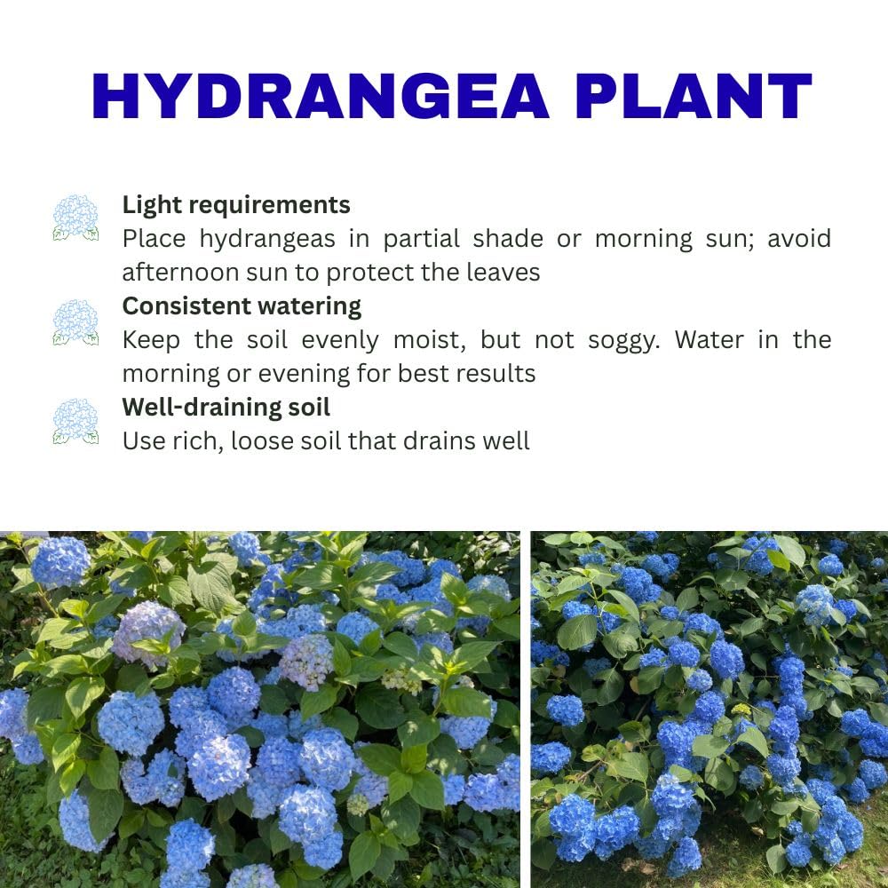Hydrangea Blue Live Plant 1-1.5 ft Tall, Hydrangea Bush Plant, Outdoor Flowering Shrub, Garden Landscaping Plant, Hardy Perennial with Vibrant Blue Blooms, Bare Root