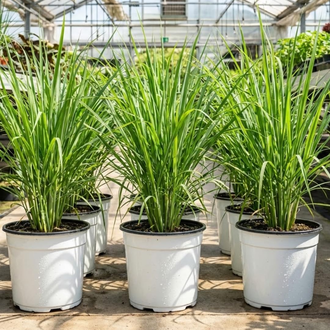 Sets 12 Lemon Grass Live Plants, Well-Rooted Stalks 5-9” Tall, Spring Planting Lemongrass Plants Live for Outdoor, Hardy Culinary Herb, Fragrant Herb