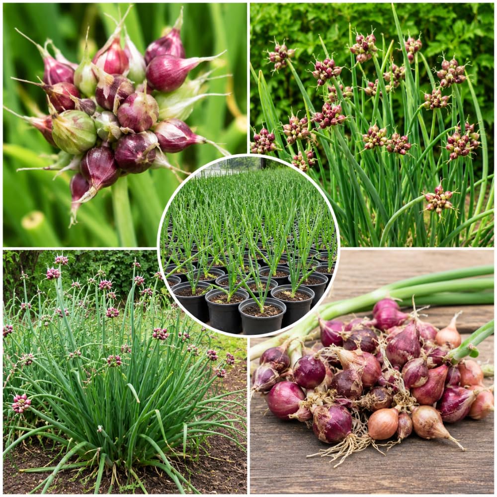 Set of 5 Egyptian Walking Onion Plants, 2 Year Old