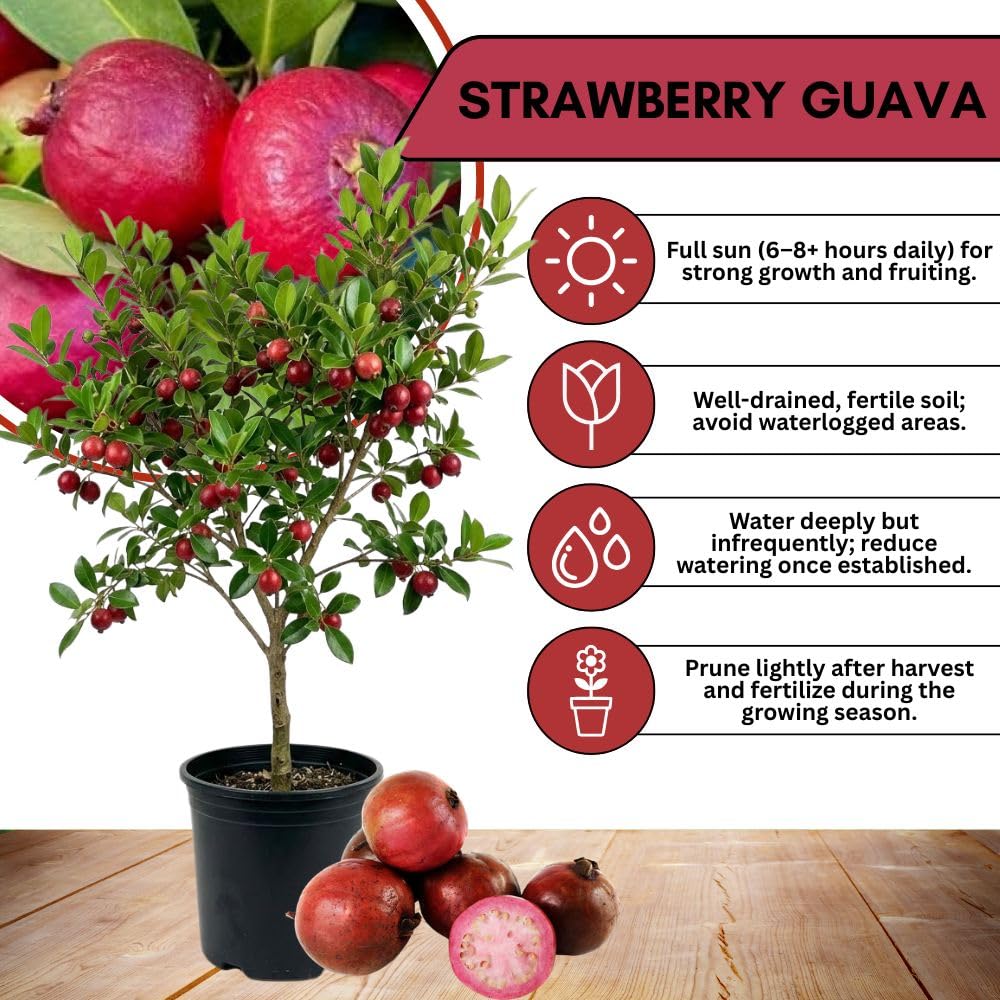 Strawberry Guava Tree Live Plant 3 Gallon, Guava Plant 2-3 Feet Tall, Fragrant Guajava for Home Garden, No Ship to CA