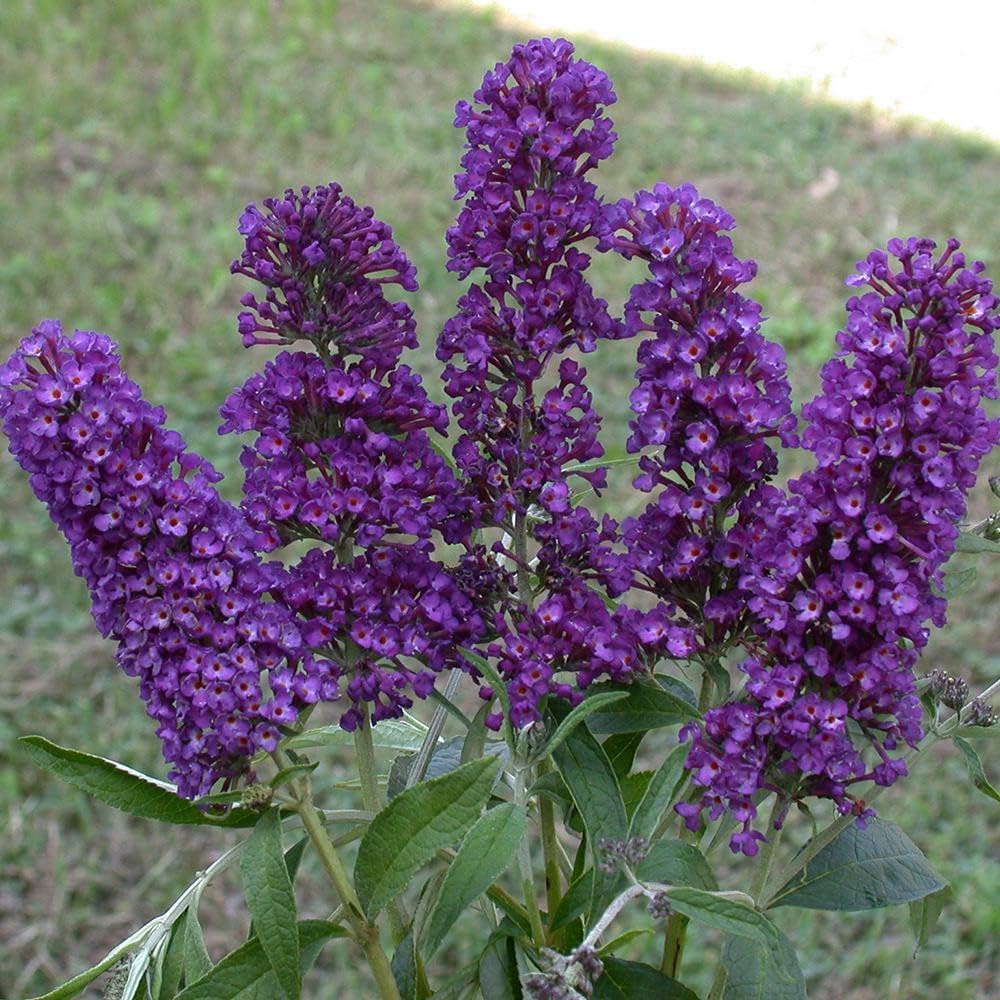 Purple Butterfly Bush Well Rooted 4-7 Inches, Butterfly Bushes Live Plants for Growing Indoor Outdoor