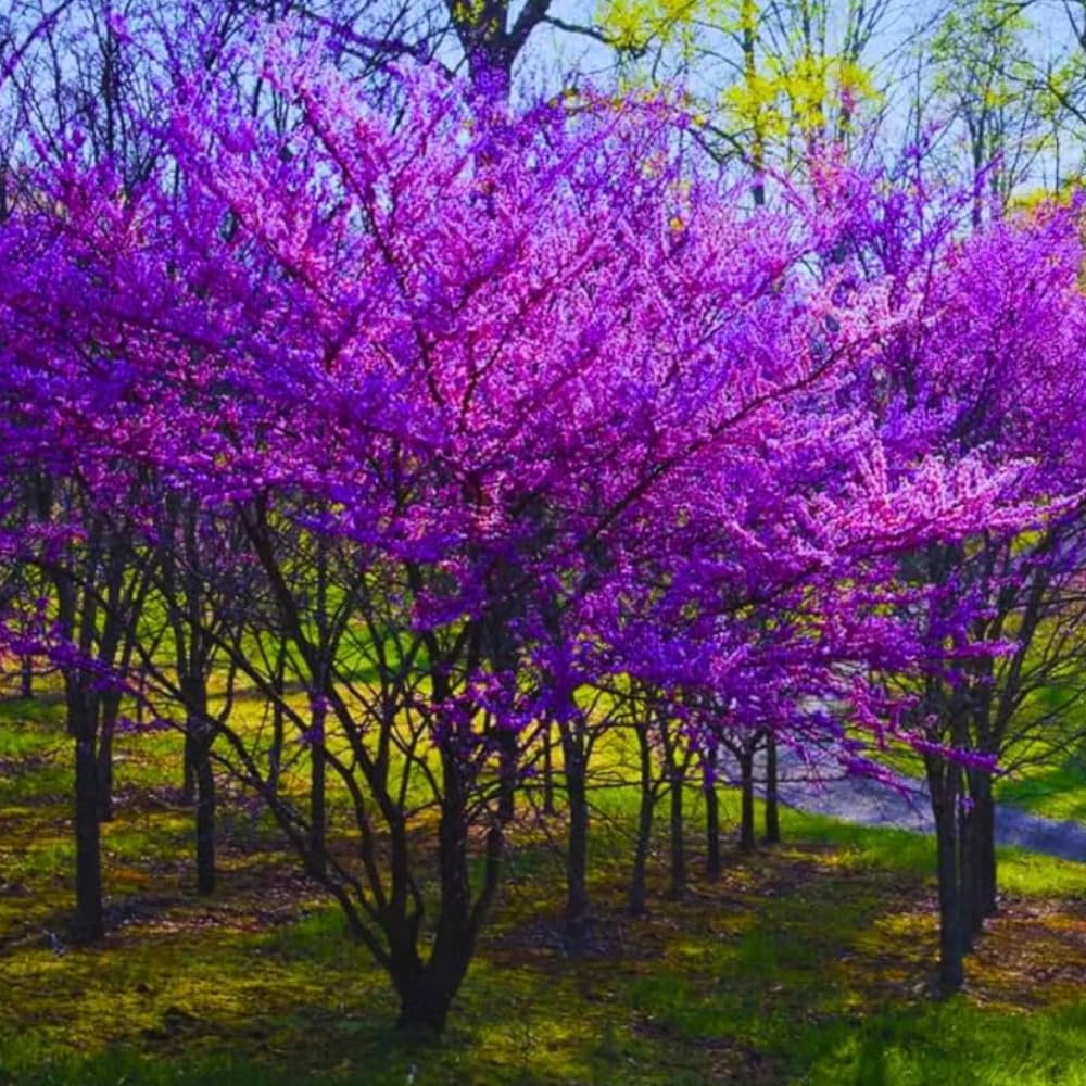 Eastern Redbud Tree Live Plant in Quart Pot, Pink Flowering Ornamental Tree, 8-14" Tall, Hardy Redbud Seedling for Outdoor Landscaping, Winter Dormant