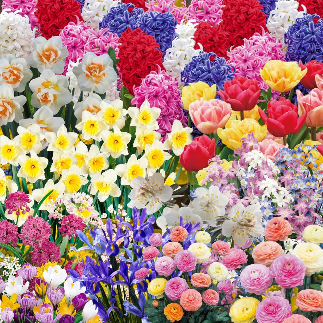 Multicolor Flowers Bulbs for Spring Planting, Perennial Flower Bulbs, Early Spring Flower to Plant Outside, Colorful Blooms Groundcover Bulbs, Top Size