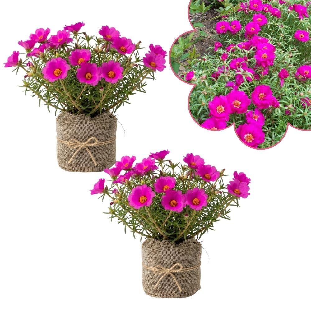 Set 2 Portulaca Live Plant, 4-6 Inch Tall, Moss Rose Plants Live, Rare Portulaca Plants for Growing Indoor Outdoor (Purple Pink)