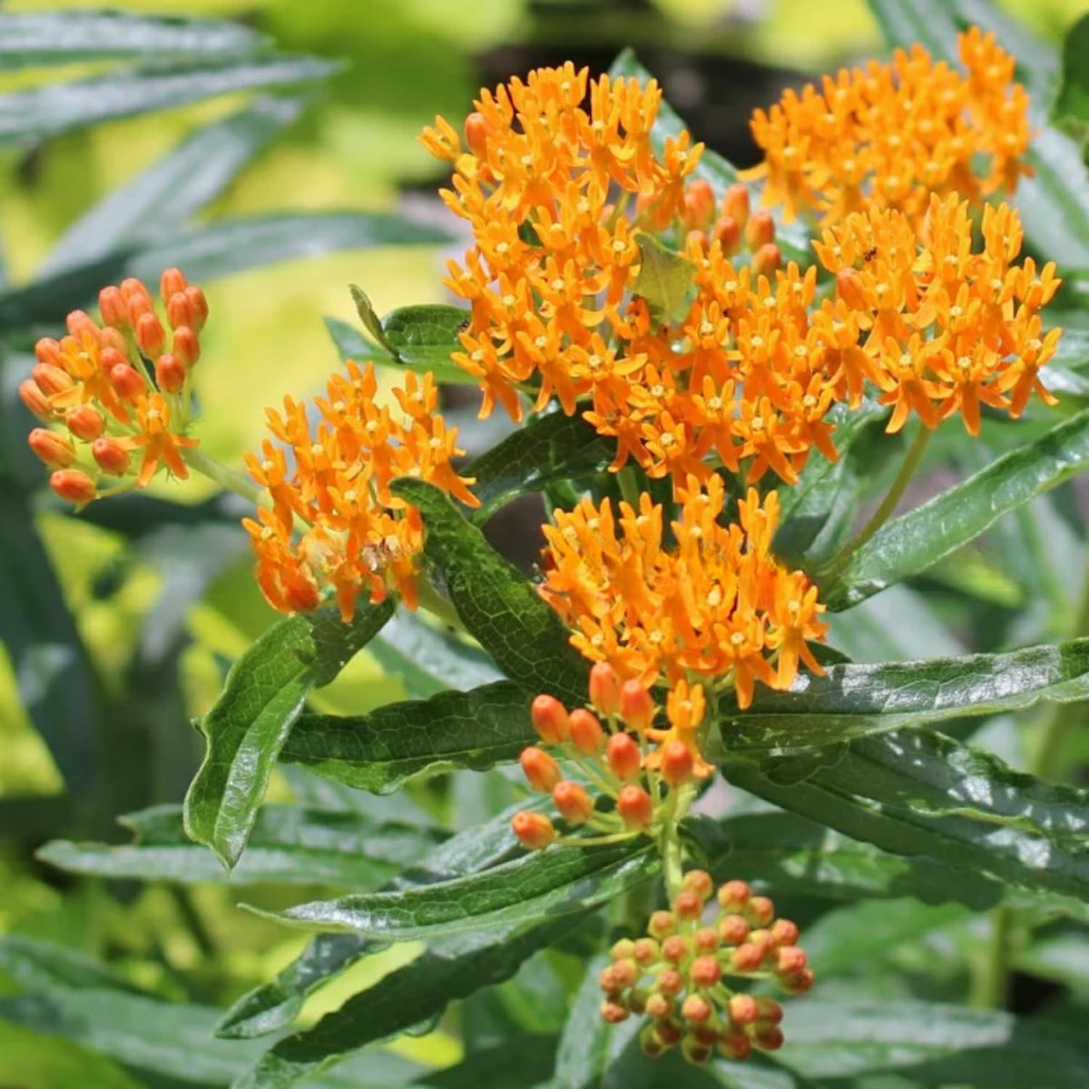 Milkweed Plants Live, 4 Orange Milkweed Live Plants, Asclepias Tuberosa Plants Flower Plant, 5 to 8 Inc Tall