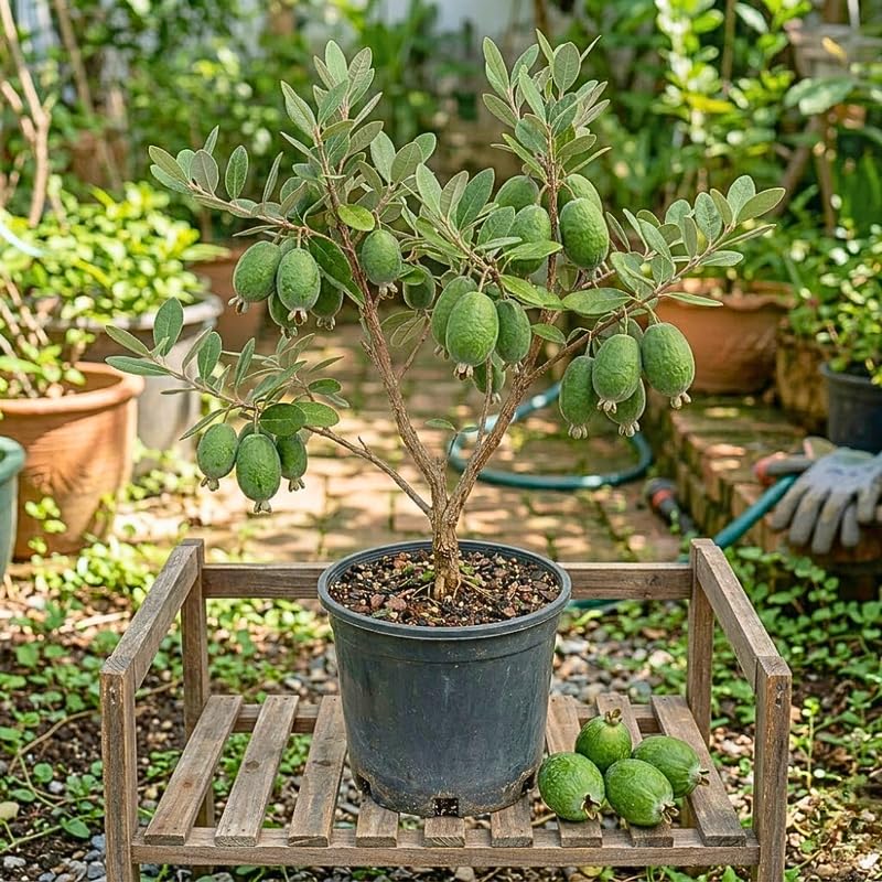 Pineapple Guava Tree, Sweet Guavas Tropical Fruit Tree 20-24 Inches Tall in 1 Gallon Pot for Outdoor Gardening, No Ship to CA
