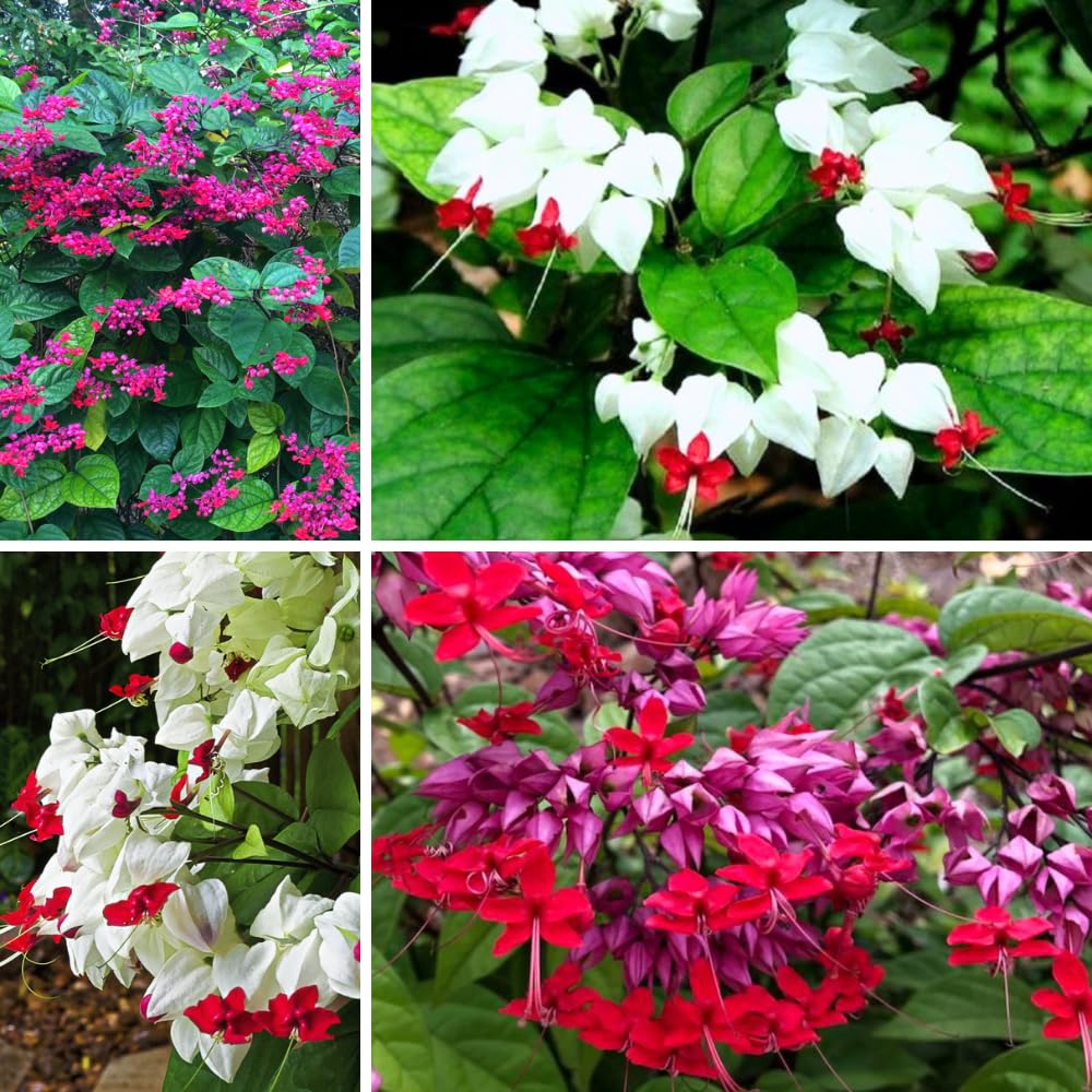 4 Mix Bleeding Heart Plants Live, Clerodendrum Perennial Shade Flower Plants, 4-6 Inch Tall Well-Rooted, Red and White Blooms