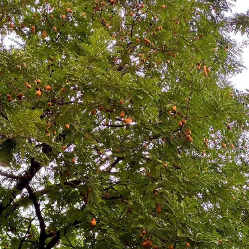 Tamarind Tree Live Plant, Live Tropical Plant 2-3 Feet Height in 3 Gallon Container, Suitable for Garden Planting, No Ship to CA